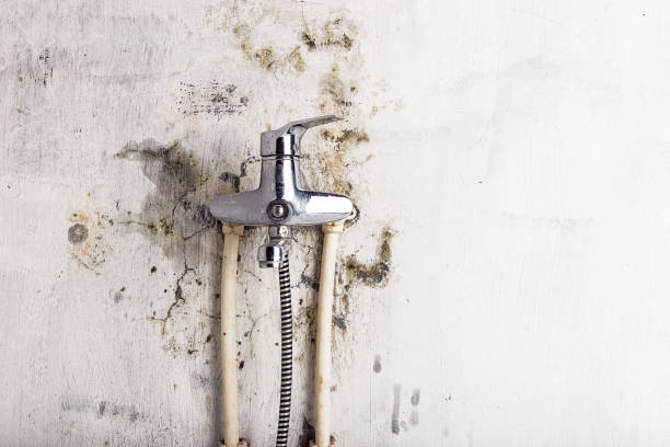 Best Black Mold Remediation in The Hills, TX