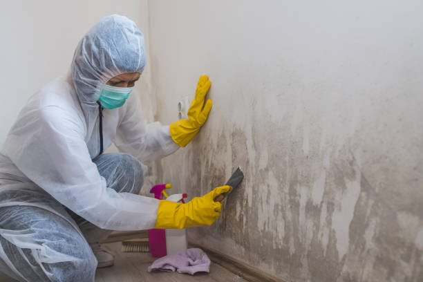 Best Residential Mold Remediation in The Hills, TX