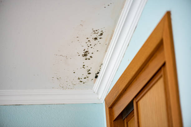 Trusted The Hills, TX Mold Remediation Experts