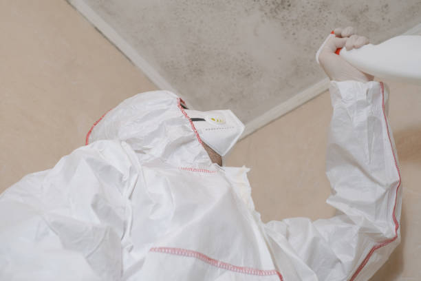 Best Mold Remediation for Schools in The Hills, TX