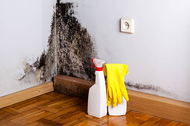 Best Post-Flood Mold Remediation in The Hills, TX