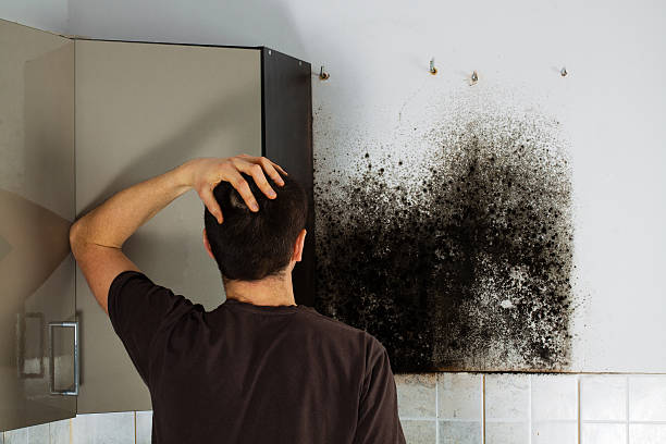 Best Industrial Mold Remediation in The Hills, TX