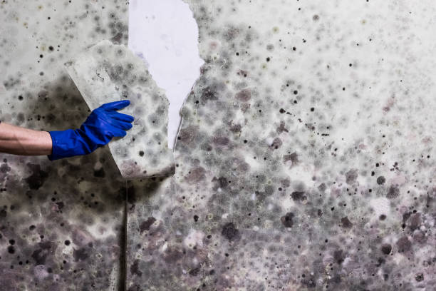 Best Residential Mold Remediation in The Hills, TX